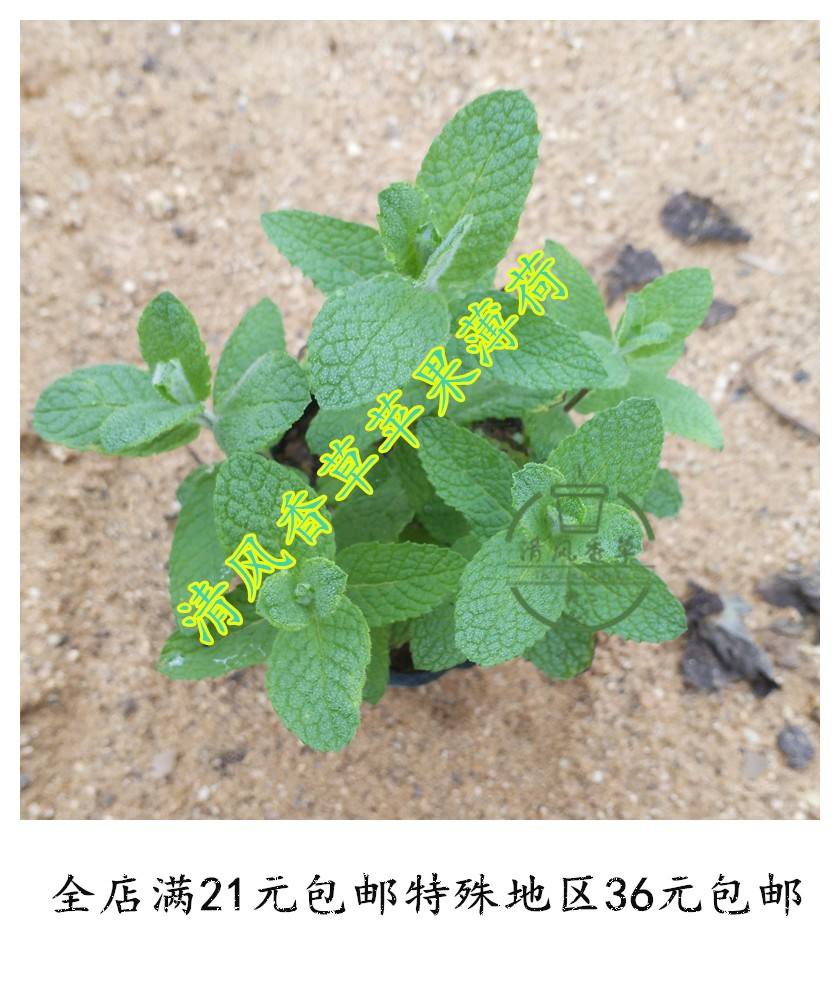 薄荷苹果版小氢借钱苹果版app-第2张图片-太平洋在线下载